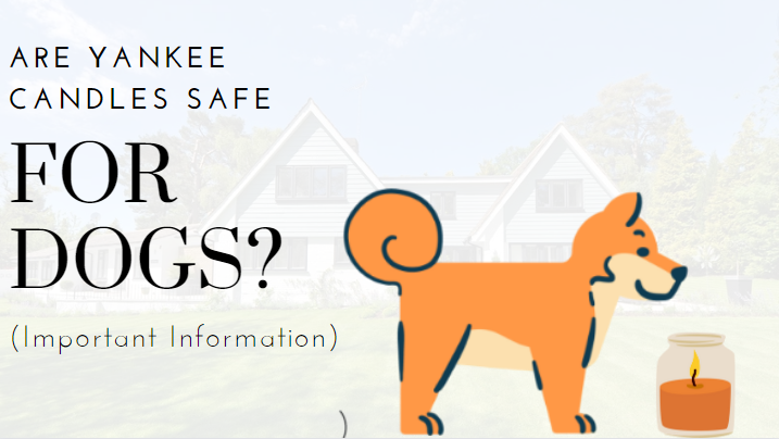 Are Yankee candles safe for dogs? (3 Important Information)