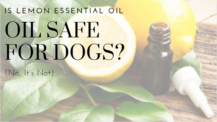 Is Lemon Essential Oil Safe For Dogs?  (Benefits & Risks Explained)