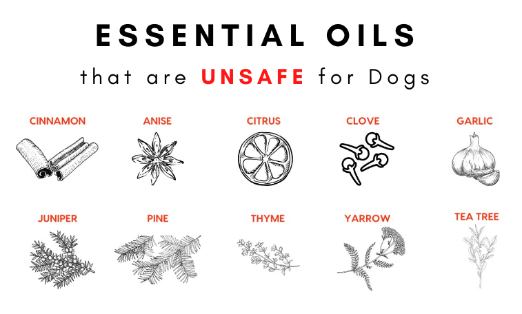 Is Patchouli Essential Oil Safe For Dogs?